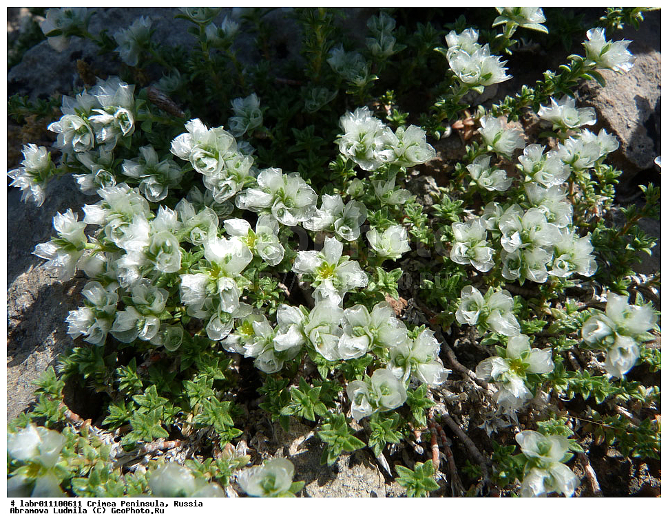 ����, �������� ����������, ������ ��������, �����, ��������,  ���������� ��������, ������, �����, ������������ ��������, ������, ������������ ��������, XYZ, �����������, ����������, Caryophyllaceae, ������������� ����������, ��������� ����������, ��������� ��������, ������������� ��������, Paronychia cephalotes, Paronychia taurica