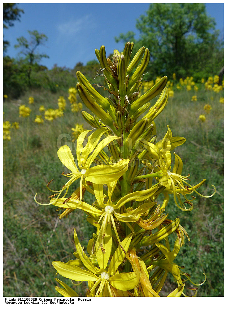 ����, �������� ����������, ������ ��������, �����, ��������,  ���������� ��������, ������, �����, ������������ ��������, ������, ��������, ������������ ��������, XYZ, ������������, �������������, Asphodelaceae, Xanthorrhoeaceae, ���������� �����, �������� �����, ��������� �����, ���������� ������, �������� ������, ��������� ������, Asphodeline lutea, Asphodelus luteus