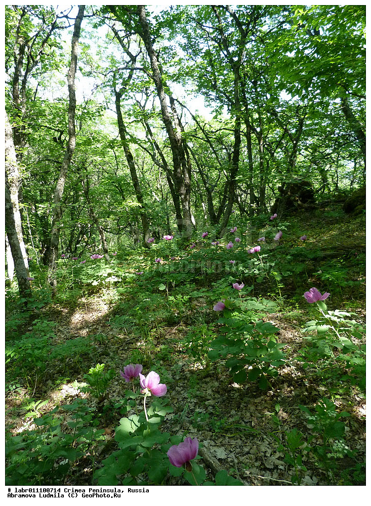 ����, �������� ����������, ������ ��������, �����, ��������,  ���������� ��������, ������, �����, ������������ ��������, ������, ��������, ������������ ��������, ������, �����, XYZ, ��������, Paeoniaceae, ���� ��������, ���� �����������, ���� ���������������, ���� ������-���������, ���� ��������, Paeonia daurica, Paeonia taurica, Paeonia triternata