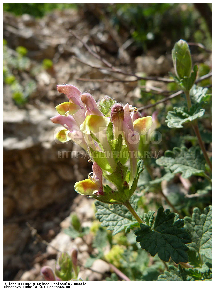 ����, �������� ����������, ������ ��������, �����, ��������,  ���������� ��������, ������, �����, ������������ ��������, ������, ������������ ��������, XYZ, ����������, �����������, Lamiaceae, Labiatae, ������� ������������, Scutellaria heterochroa, Scutellaria orientalis ssp. heterochroa