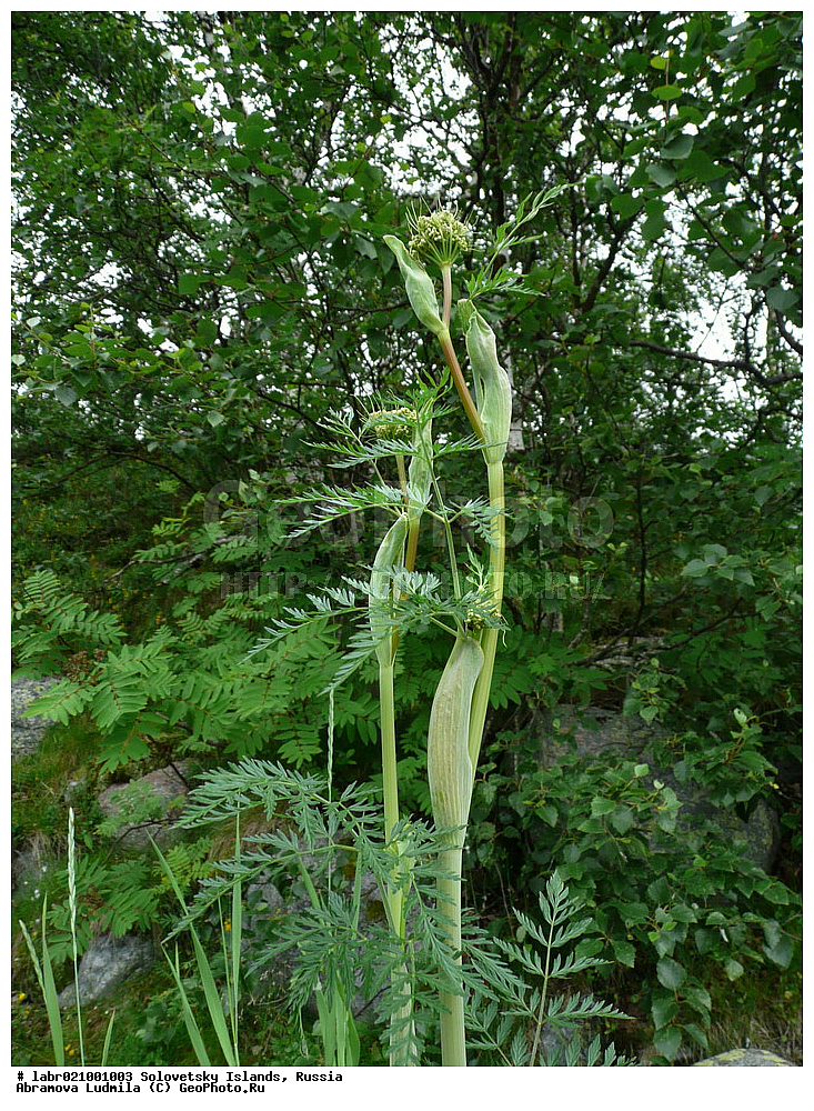 ������������� �������, �����������, ����� ����, ���������� �������, �������, ������ ��������, �����, ��������,  ���������� ��������, ������, �����, ������������ ��������