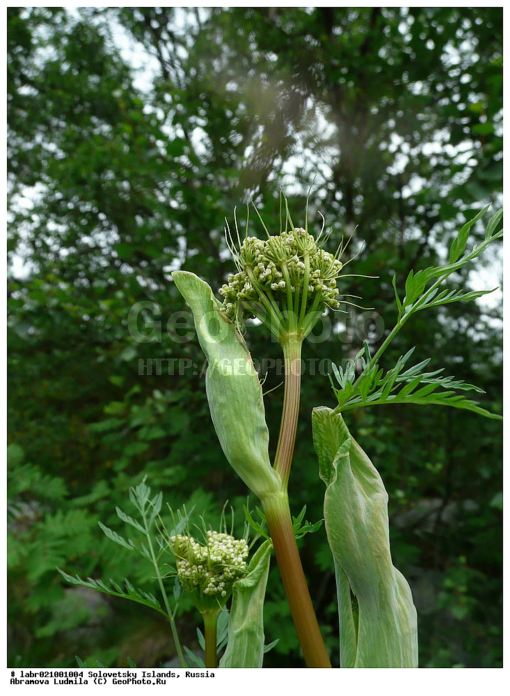 ������������� �������, �����������, ����� ����, ���������� �������, �������, ������ ��������, �����, ��������,  ���������� ��������, ������, �����, ������������ ��������