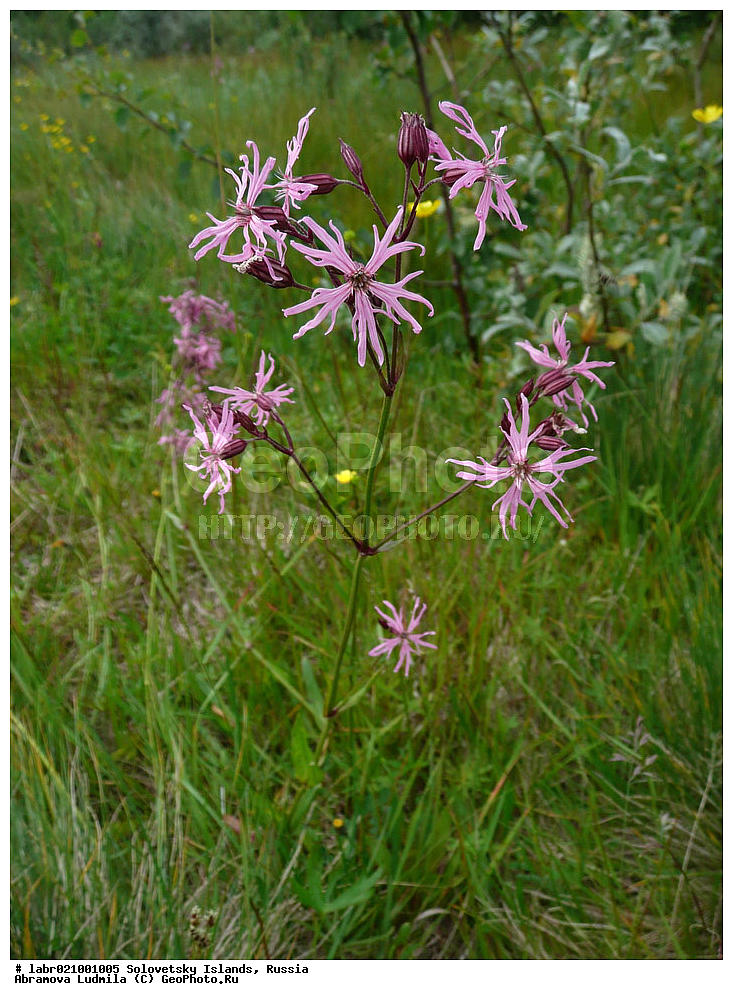 ������������� �������, �����������, ����� ����, ���������� �������, �������, ������ ��������, �����, ��������,  ���������� ��������, ������, �����, ������������ ��������, ������������ �������� ����, ������� �������� ����, �������� ��������, �������� �������� ����, ��������� �������� ����, �������� ������������, ������ �������� ����, Coccyganthe flos-cuculi, Coronaria flos-cuculi, Lychnis flos-cuculi, ����������,  Caryophyllaceae, xyz