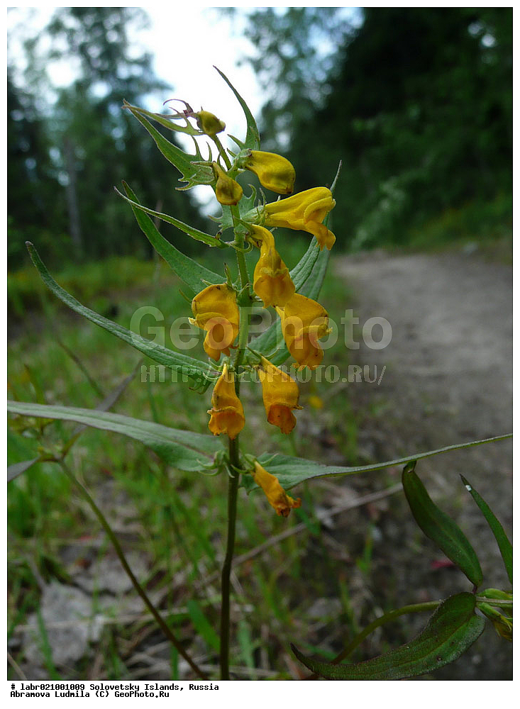 ������������� �������, �����������, ����� ����, ���������� �������, �������, ������ ��������, �����, ��������,  ���������� ��������, ������, �����, ������������ ��������