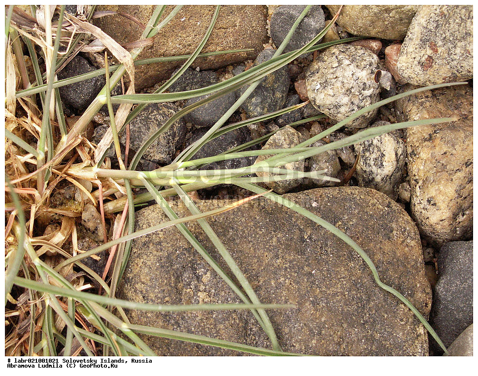 ������������� �������, �����������, ����� ����, ���������� �������, �������, ������ ��������, �����, ��������,  ���������� ��������, ������, �����, ������������ ��������