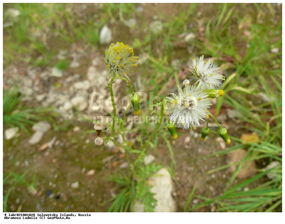 ������������� �������, �����������, ����� ����, ���������� �������, �������, ������ ��������, �����, ��������,  ���������� ��������, ������, �����, ������������ ��������, ���������� ������������, Senecio vulgaris, ��������, �������������, Asteraceae, Compositae, XYZ