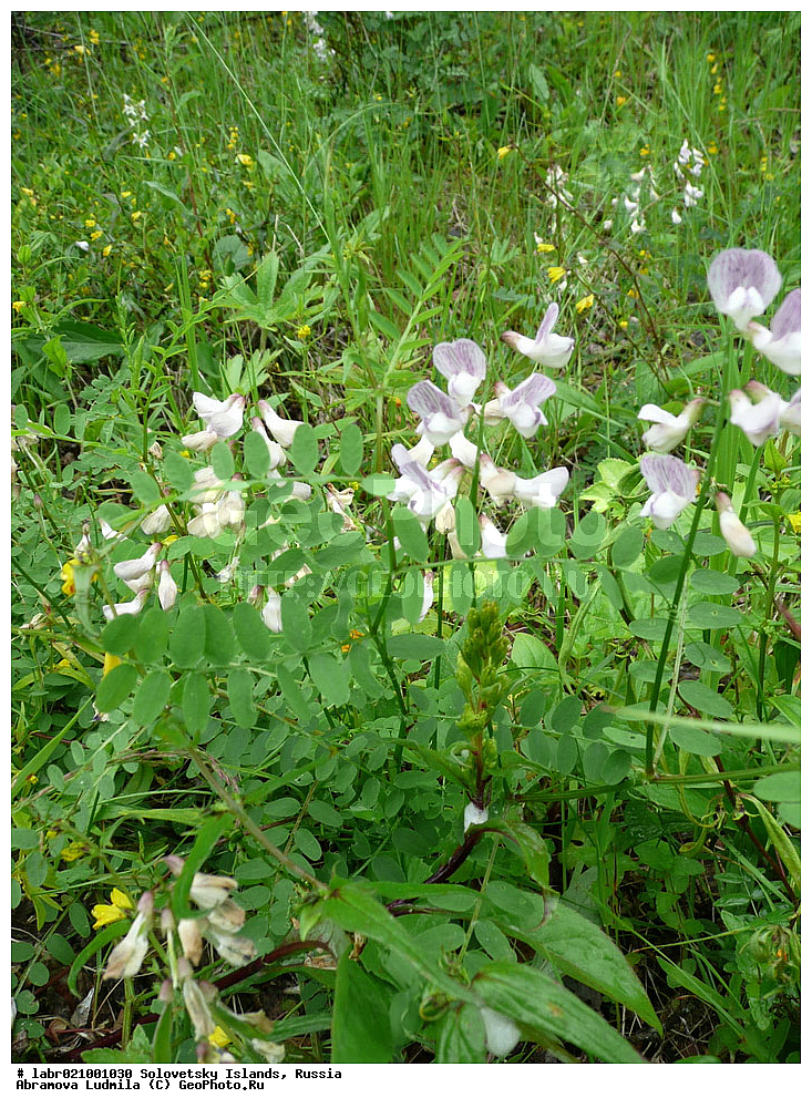 ������������� �������, �����������, ����� ����, ���������� �������, �������, ������ ��������, �����, ��������,  ���������� ��������, ������, �����, ������������ ��������, ���� ������, ������ �����, Lathyrus sylvestris, �������, �����������, Fabaceae, Fabaceae, Leguminosae, Papilionaceae