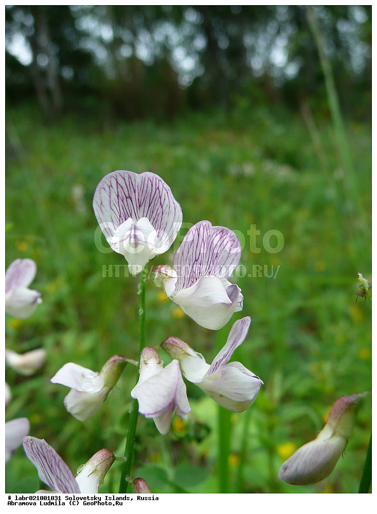 ������������� �������, �����������, ����� ����, ���������� �������, �������, ������ ��������, �����, ��������,  ���������� ��������, ������, �����, ������������ ��������, ���� ������, ������ �����, Lathyrus sylvestris, �������, �����������, Fabaceae, Fabaceae, Leguminosae, Papilionaceae