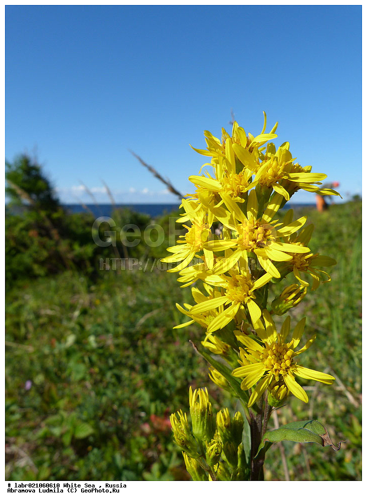 ����� ����, ���������, �������, ������, ��������� ���, ������ ��������, �����, ��������,  ���������� ��������, ������, �����, ������������ ��������, ����