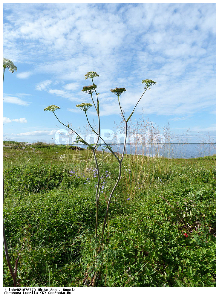 ����� ����, ���������, �������, ������, ��������� ���, ������ ��������, �����, ��������,  ���������� ��������, ������, �����, ������������ ��������, ����