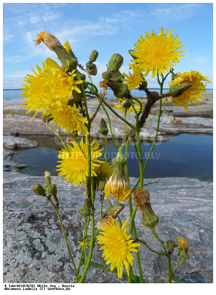 ����� ����, ���������, �������, ������, ��������� ���, ������ ��������, �����, ��������,  ���������� ��������, ������, �����, ������������ ��������, ����