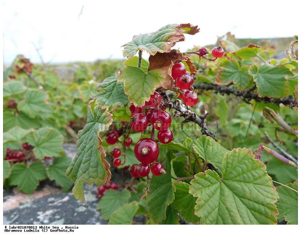 ����� ����, ���������, �������, ������, ��������� ���, ������ ��������, �����, ��������,  ���������� ��������, ������, �����, ������������ ��������, ����