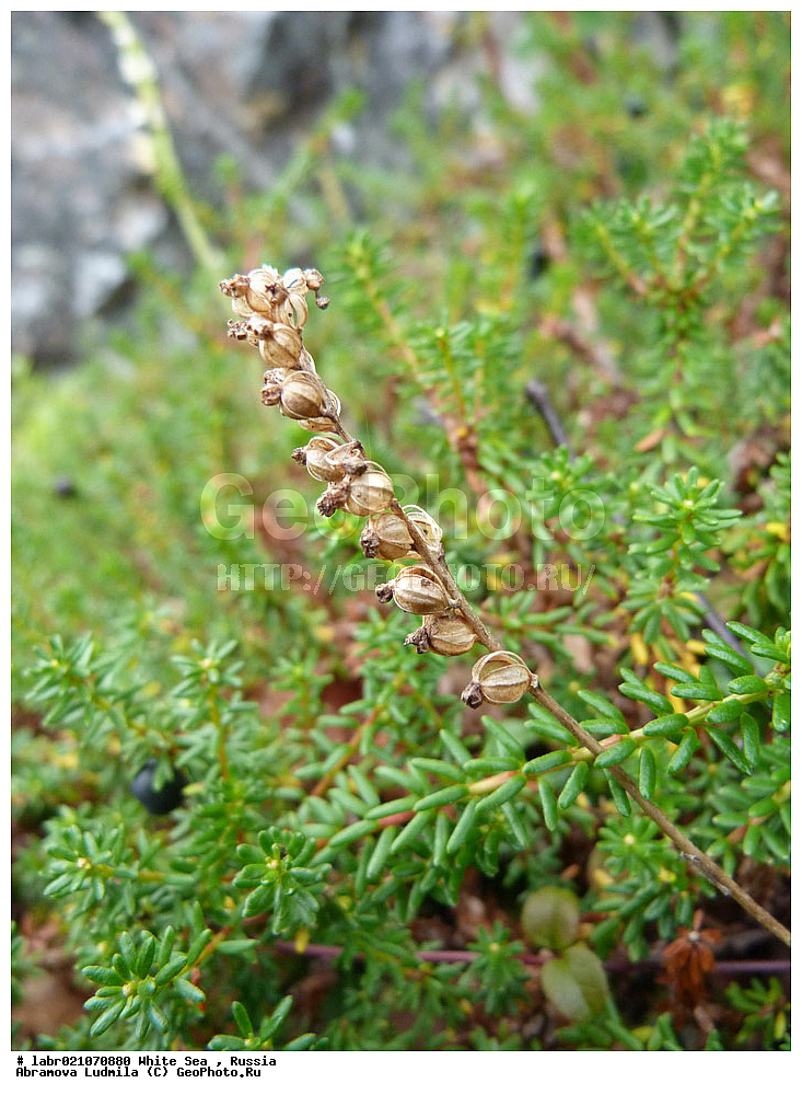 ����� ����, ���������, �������, ������, ��������� ���, ������ ��������, �����, ��������,  ���������� ��������, ������, �����, ������������ ��������, ����