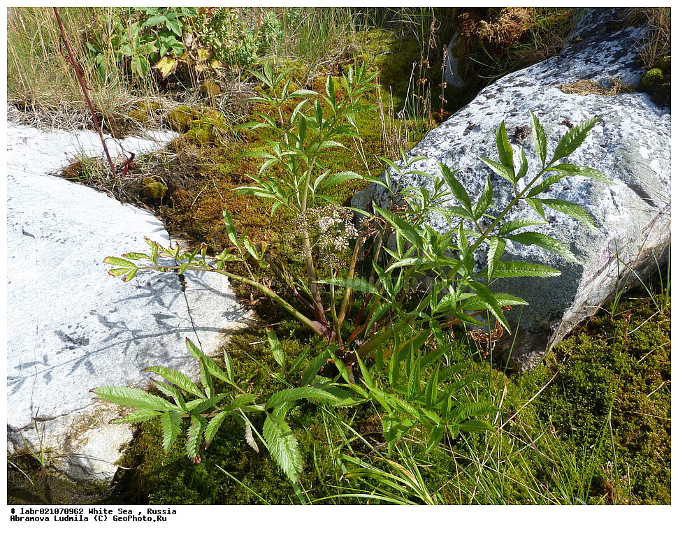 ����� ����, ���������, �������, ������, ��������� ���, ������ ��������, �����, ��������,  ���������� ��������, ������, �����, ������������ ��������, ����