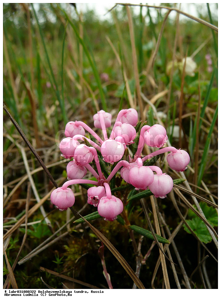 �������, ������, ������ ��������, �����, ��������,  ���������� ��������, ������, �����, ������������ ��������