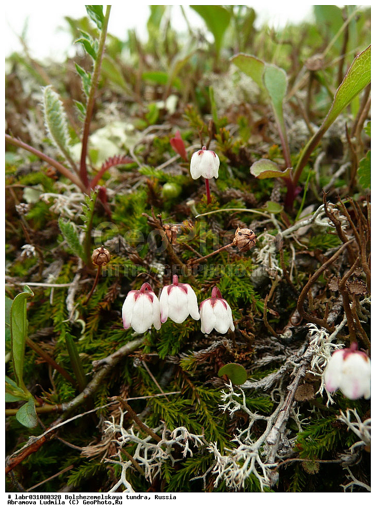 �������, ������, ������ ��������, �����, ��������,  ���������� ��������, ������, �����, ������������ ��������