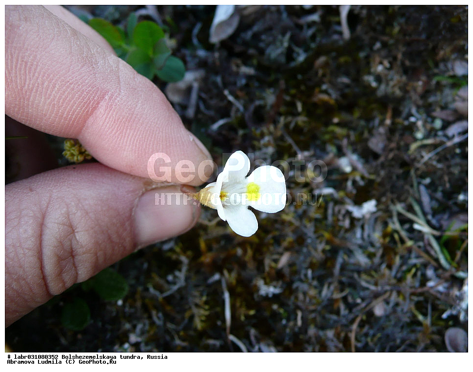 �������, ������, ������ ��������, �����, ��������,  ���������� ��������, ������, �����, ������������ ��������