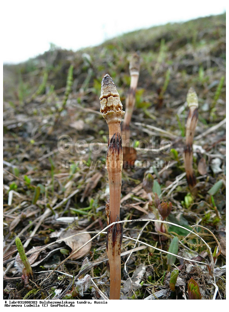 �������, ������, ������ ��������, �����, ��������,  ���������� ��������, ������, �����, ������������ ��������