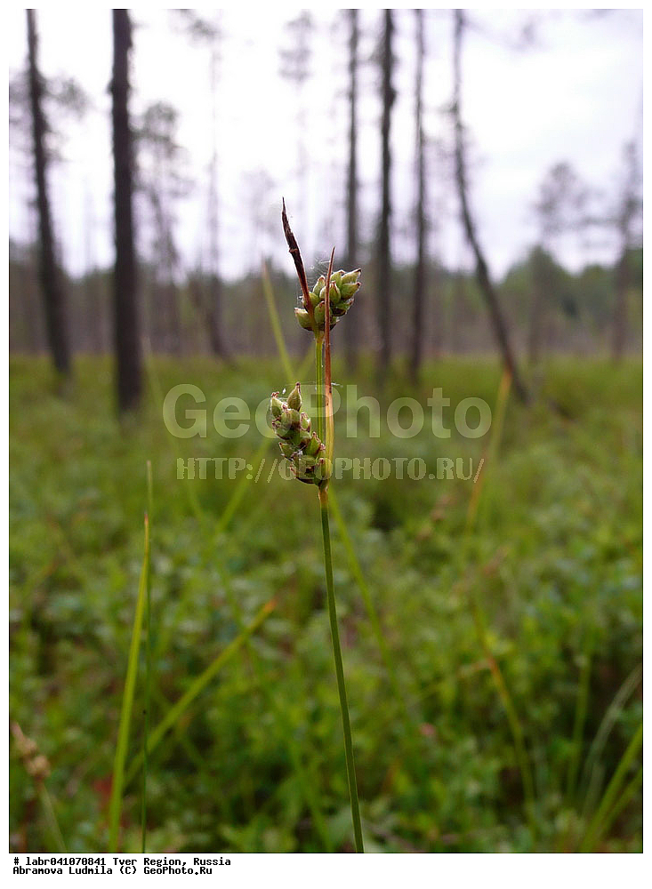 �������� �������, ������������ �����, �������, ������ ��������, �����, ��������,  ���������� ��������, ������, �����, ������������ ��������