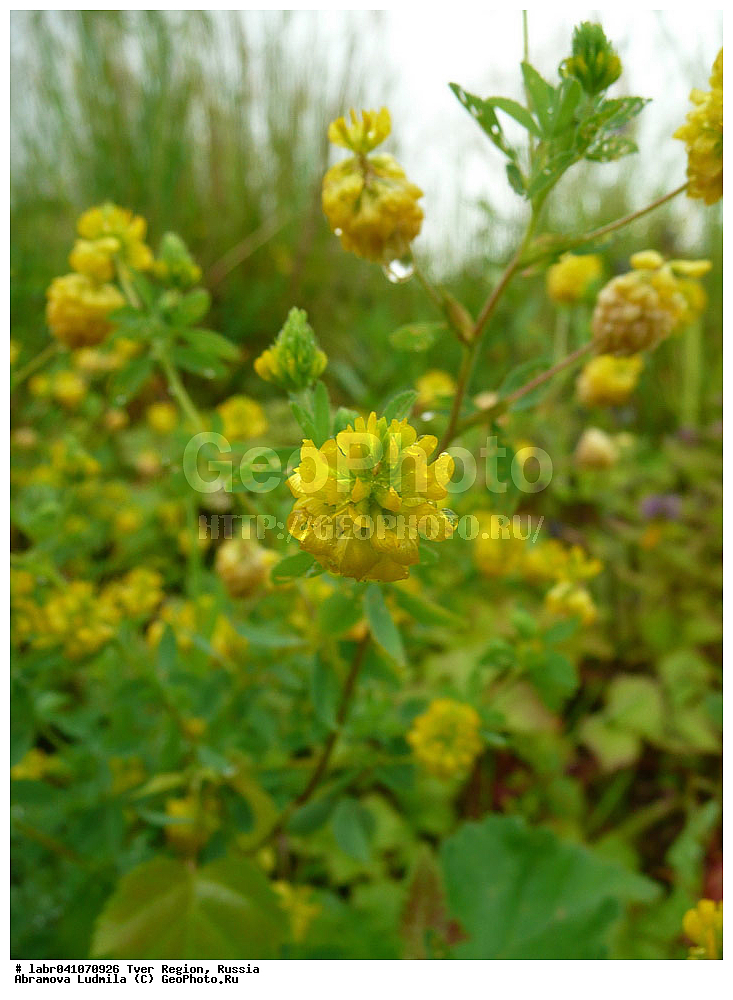 �������� �������, ������������ �����, �������, ������ ��������, �����, ��������,  ���������� ��������, ������, �����, ������������ ��������