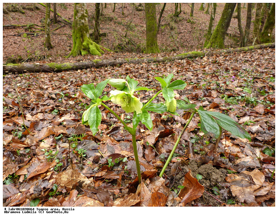 ������������� ����, ������, ������ ��������, �����, ��������,  ���������� ��������, ������, �����, ������������ ��������, �����, ������, ������ ��������, ��������, �����, ���������� ��������, �������, ������� ��������, ������, �����, ����������� ��������, �����, ����������� ��������, �����, ����������� ��������, �����������, ������������ ��������, ������������ ��������, ������������, ������������ �����������, �����������, ������������, ������������ ��������, ������������ ��������, XYZ, ���������, Ranunculaceae, �������� ���������, �������� ���������, �������� ����������, �������� ����������, Helleborus orientalis, Helleborus guttatus, Helleborus caucasicus, Helleborus polychromus