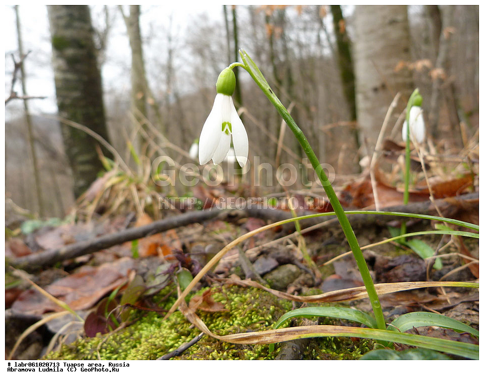 ������������� ����, ������, ������ ��������, �����, ��������,  ���������� ��������, ������, �����, ������������ ��������, �����, ������, ������ ��������, ��������, �����, ���������� ��������, �������, ������� ��������, ������, �����, ����������� ��������, �����, ����������� ��������, �����, ����������� ��������, �����������, ������������ ��������, ������������ ��������, ������������, ������������ ����������, ��������, ��������, ����������, ������������ �����������, �����������, ������������, ������������ ��������, ������������ ��������, XYZ, �������������, Amaryllidaceae, ���������� ����������, Galanthus plicatus, �����