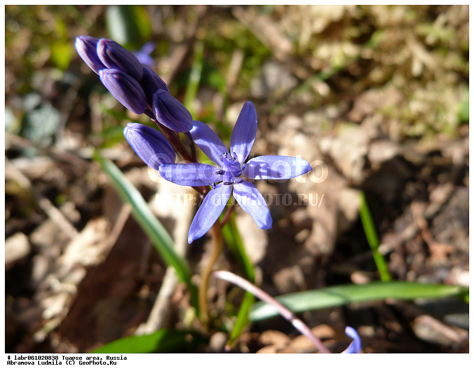 ������������� ����, ������, ������ ��������, �����, ��������,  ���������� ��������, ������, �����, ������������ ��������, �����, ������, ������ ��������, ��������, �����, ���������� ��������, �������, ������� ��������, ������, �����, ����������� ��������, �����, ����������� ��������, �����, ����������� ��������, �����������, ������������ ��������, ������������ ��������, ������������, ������������ ����������, ��������, ��������, ����������, ������������ �����������, �����������, ������������, ������������ ��������, ������������ ��������, XYZ, �����������, Hyacinthaceae, ���������, Asparagaceae, �������� ����������, �������� ��������, �������� �������, Scilla bifolia, Scilla nivalis, Scilla taurica, �����