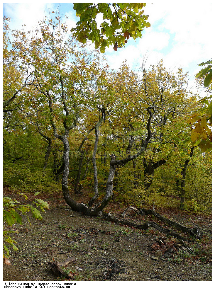 ������������� ����, ������, ������ ��������, �����, ��������,  ���������� ��������, ������, �����, ������������ ��������