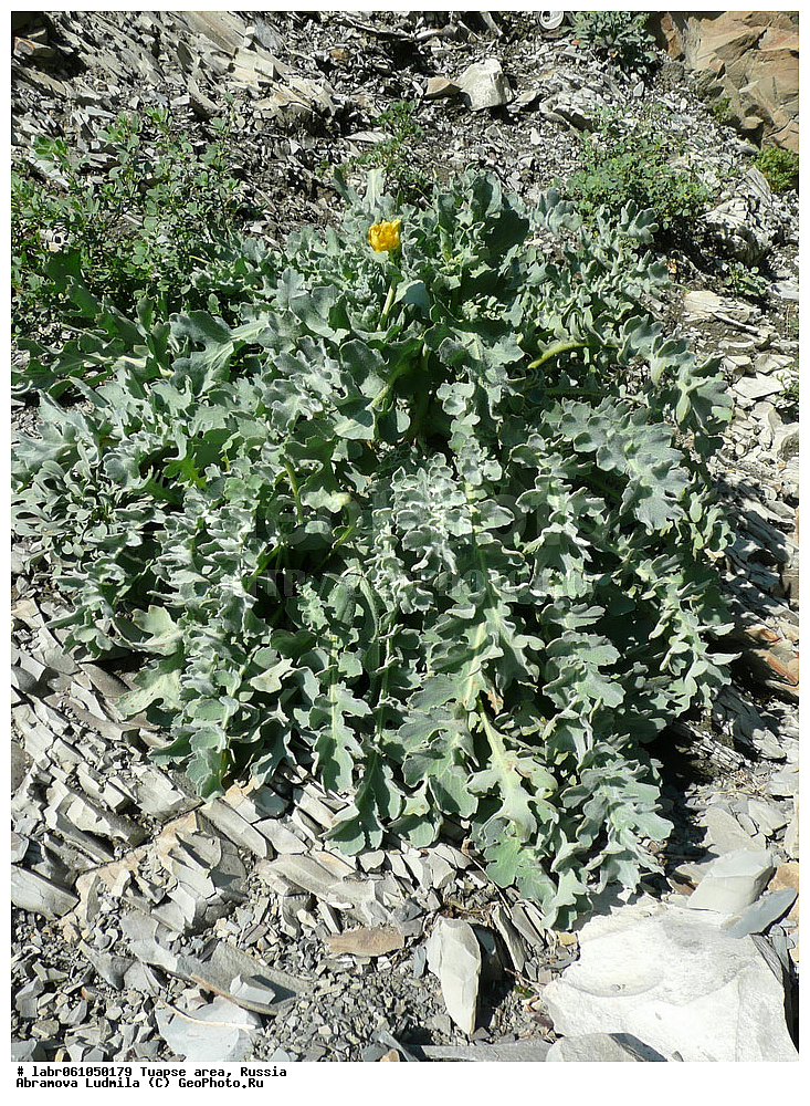 ������������� ����, ������, ������ ��������, �����, ��������,  ���������� ��������, ������, �����, ������������ ��������, �����, ������, ������ ��������, ��������, �����, ���������� ��������, �������, ������� ��������, ������, �����, ����������� ��������, �����, ����������� ��������, �����, ����������� ��������, �����������, ������������ ��������, ������������ ��������, ������������, ������������ �����������, �����������, ������������, ������������ ��������, ������������ ��������, �������, Papaveraceae, ����� �����, �������� �����, ����� ������, �������� ������, Glaucium flavum