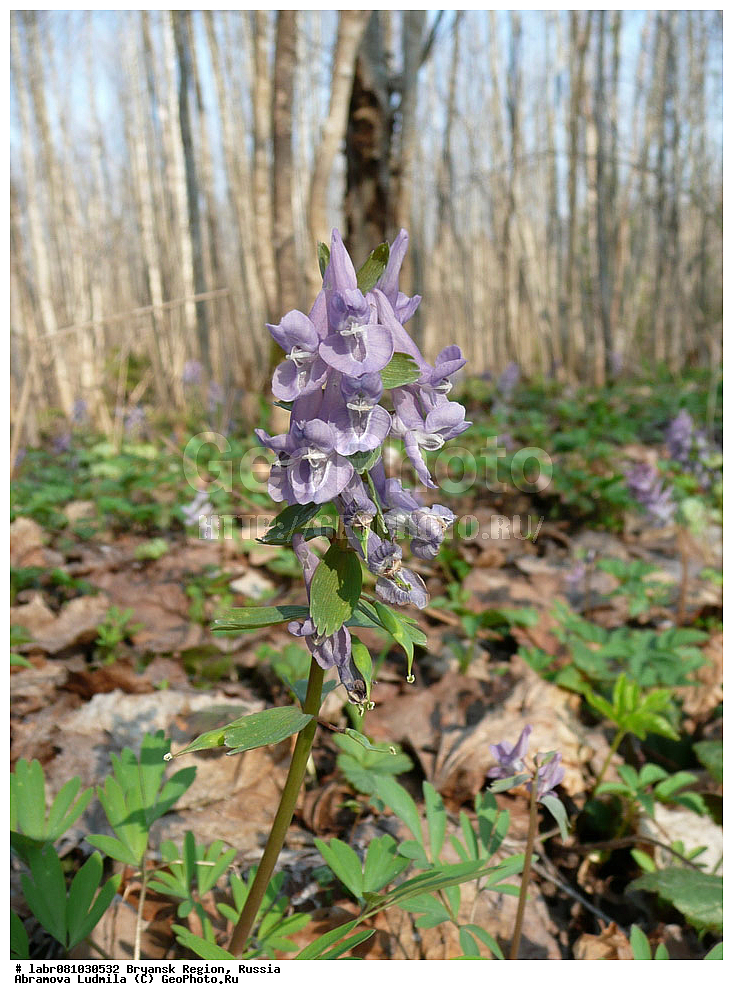 �������� �������, ������ ��������, �����, ��������,  ���������� ��������, ������, �����, ������������ ��������