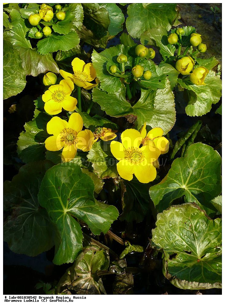 �������� �������, ������ ��������, �����, ��������,  ���������� ��������, ������, �����, ������������ ��������