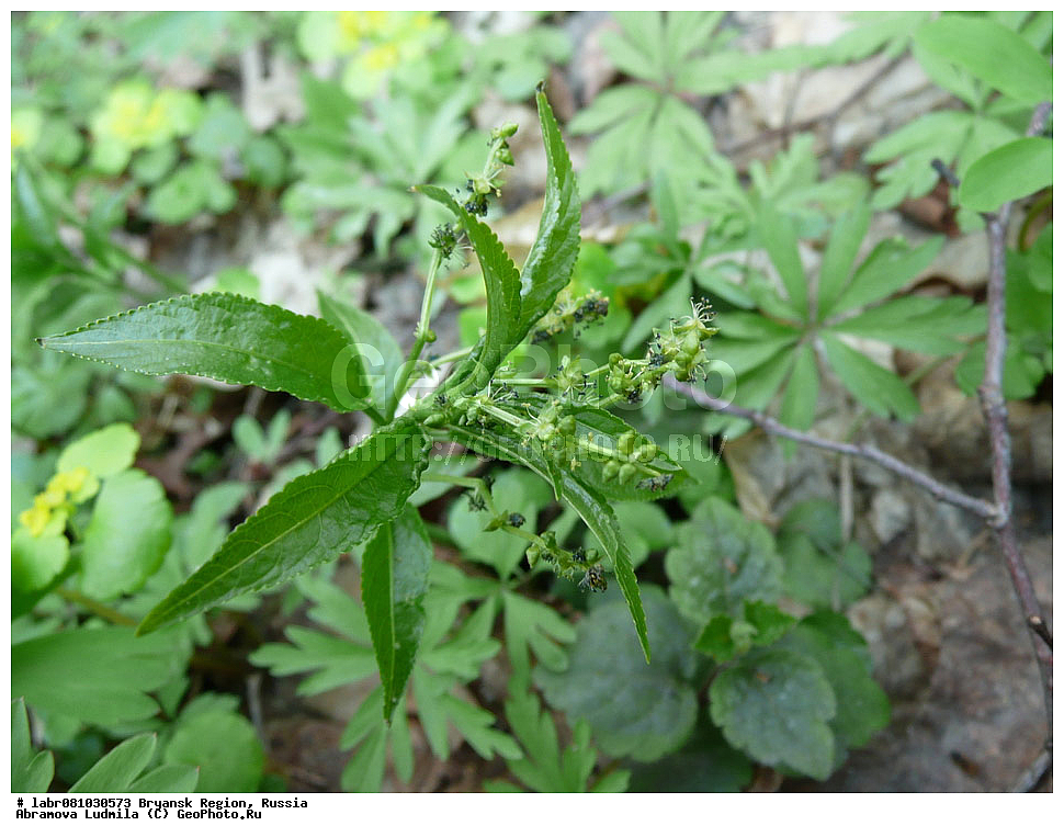 �������� �������, ������ ��������, �����, ��������,  ���������� ��������, ������, �����, ������������ ��������