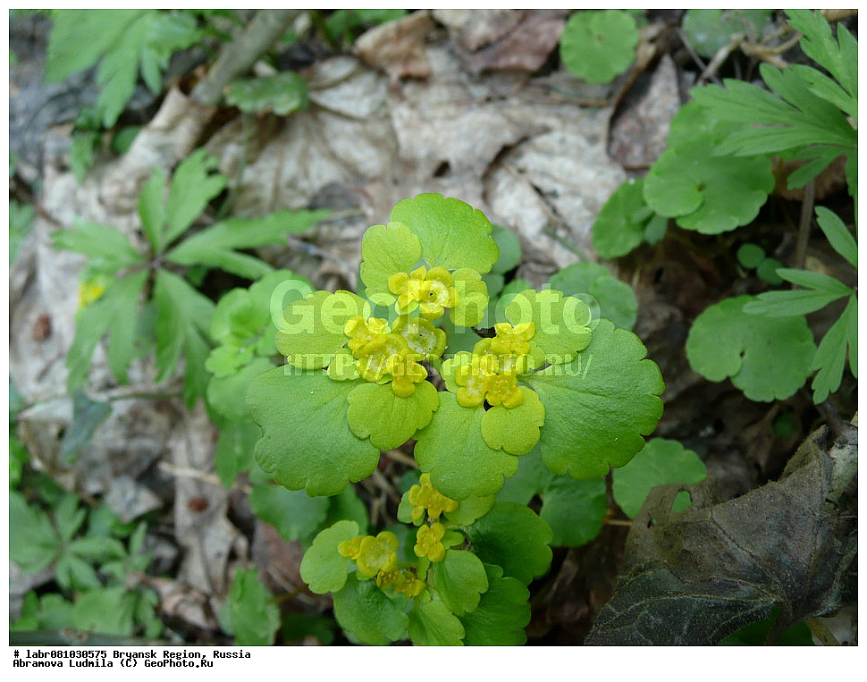 �������� �������, ������ ��������, �����, ��������,  ���������� ��������, ������, �����, ������������ ��������