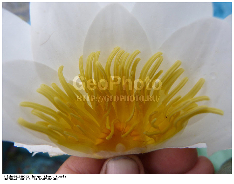 ����, �����, ������ ��������, �����, ��������,  ���������� ��������, ������, �����, ������������ ��������