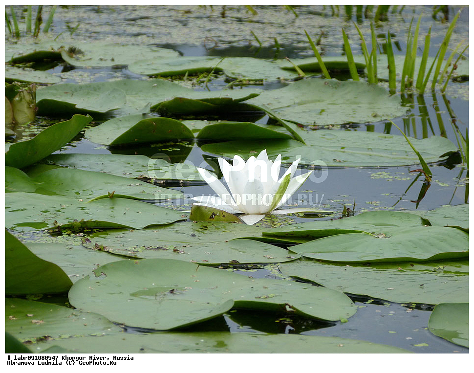 ����, �����, ������ ��������, �����, ��������,  ���������� ��������, ������, �����, ������������ ��������