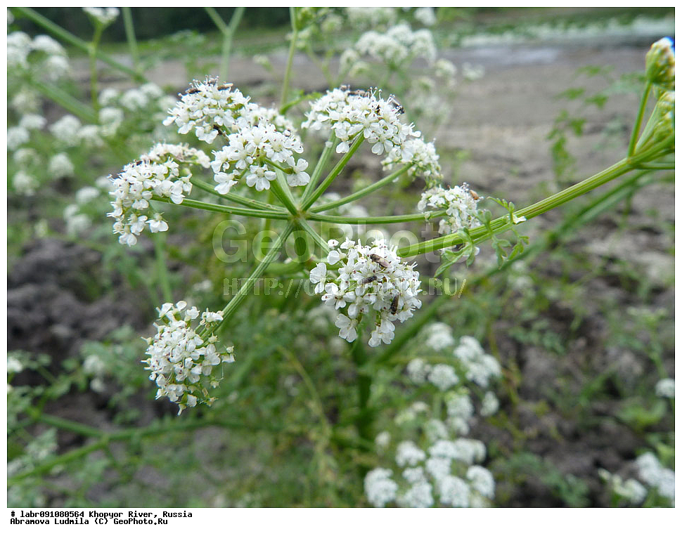 ����, �����, ������ ��������, �����, ��������,  ���������� ��������, ������, �����, ������������ ��������