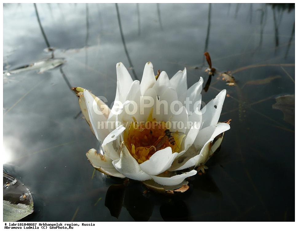 ������������� �������. ����������� �������, ��������, , ������ ��������, �����, ��������,  ���������� ��������, ������, �����, ������������ ��������