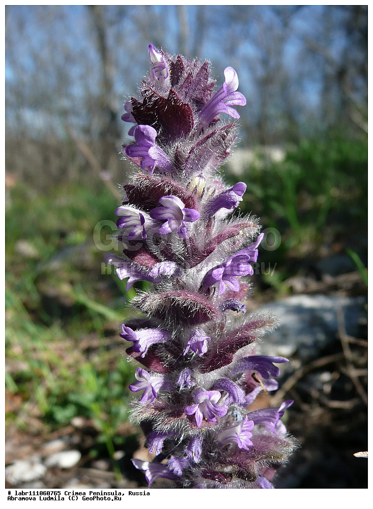 ����, �������� ����������, ������ ��������, �����, ��������,  ���������� ��������, ������, �����, ������������ ��������, ������, ������������ ��������, XYZ, ����������, �����������, Lamiaceae, Labiatae, ������� ���������, Ajuga orientalis