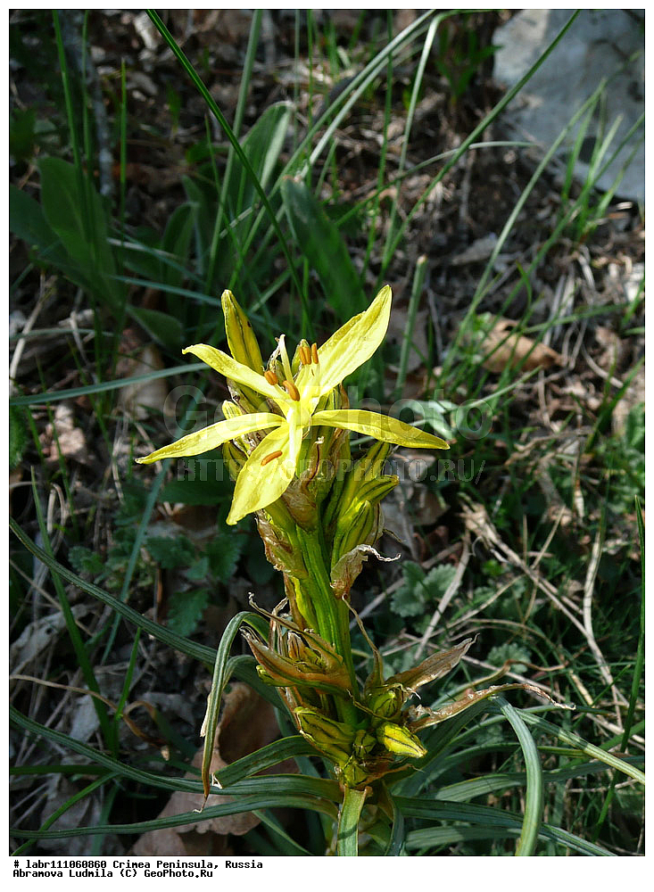 ����, �������� ����������, ������ ��������, �����, ��������,  ���������� ��������, ������, �����, ������������ ��������, ������, ��������, ������������ ��������, XYZ, ������������, �������������, Asphodelaceae, Xanthorrhoeaceae, ���������� �����, �������� �����, ��������� �����, ���������� ������, �������� ������, ��������� ������, Asphodeline lutea, Asphodelus luteus