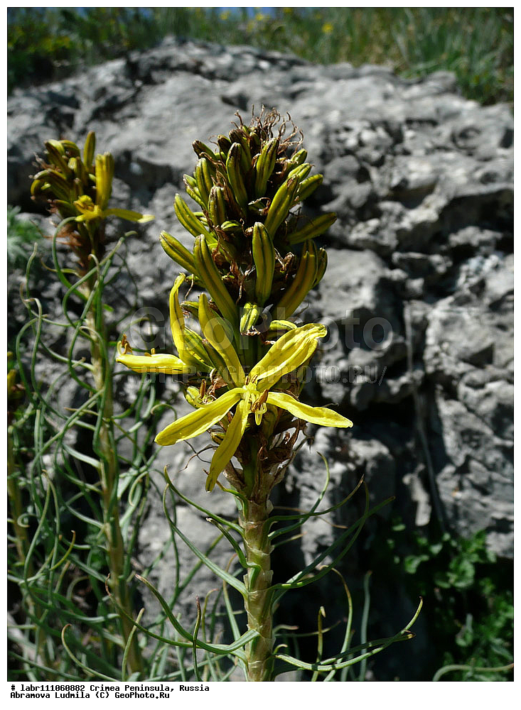 ����, �������� ����������, ������ ��������, �����, ��������,  ���������� ��������, ������, �����, ������������ ��������, ������, ��������, ������������ ��������, XYZ, ������������, �������������, Asphodelaceae, Xanthorrhoeaceae, ���������� �����, �������� �����, ��������� �����, ���������� ������, �������� ������, ��������� ������, Asphodeline lutea, Asphodelus luteus