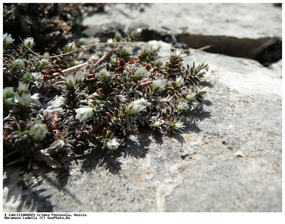 ����, �������� ����������, ������ ��������, �����, ��������,  ���������� ��������, ������, �����, ������������ ��������, ������, ������������ ��������, XYZ, �����������, ����������, Caryophyllaceae, ������������� ����������, ��������� ����������, ��������� ��������, ������������� ��������, Paronychia cephalotes, Paronychia taurica