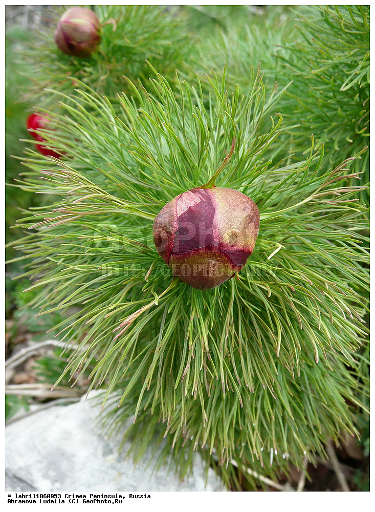 ����, �������� ����������, ������ ��������, �����, ��������,  ���������� ��������, ������, �����, ������������ ��������, ������, ��������, �����, ������ ��������, ���������� ��������, ������������ ��������, ������������ ��������, ������, �����, XYZ, ��������, Paeoniaceae, ���� �����������, ���� ������������, Paeonia tenuifolia