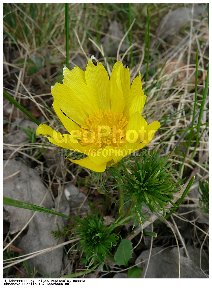 ����, �������� ����������, ������ ��������, �����, ��������,  ���������� ��������, ������, �����, ������������ ��������, ������, ��������, ������������ ��������, XYZ, ���������, Ranunculaceae, ������ ��������, ��������� ��������, ���������� ��������, �������� ��������, ���������, �������� �����, ������ ���, �������, ������ �����, ����������, ������ ����, Adonis vernalis, Adonanthe vernalis, Chrysocyathus vernalis