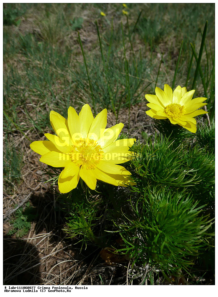 ����, �������� ����������, ������ ��������, �����, ��������,  ���������� ��������, ������, �����, ������������ ��������, ������, ��������, ������������ ��������, XYZ, ���������, Ranunculaceae, ������ ��������, ��������� ��������, ���������� ��������, �������� ��������, ���������, �������� �����, ������ ���, �������, ������ �����, ����������, ������ ����, Adonis vernalis, Adonanthe vernalis, Chrysocyathus vernalis