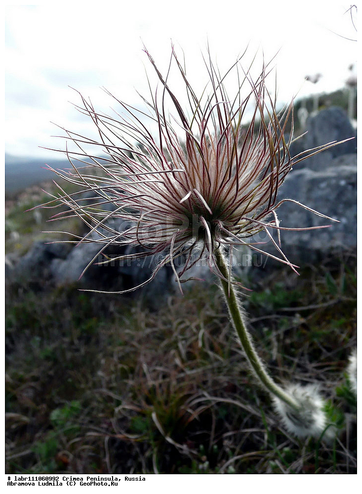 ����, �������� ����������, ������ ��������, �����, ��������,  ���������� ��������, ������, �����, ������������ ��������, ������, ��������, ������������ ��������, XYZ, ���������, Ranunculaceae, �������� ��������, �������� �������, �������� ������������, Pulsatilla taurica, Pulsatilla halleri