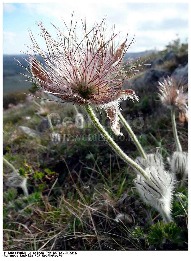 ����, �������� ����������, ������ ��������, �����, ��������,  ���������� ��������, ������, �����, ������������ ��������, ������, ��������, ������������ ��������, XYZ, ���������, Ranunculaceae, �������� ��������, �������� �������, �������� ������������, Pulsatilla taurica, Pulsatilla halleri