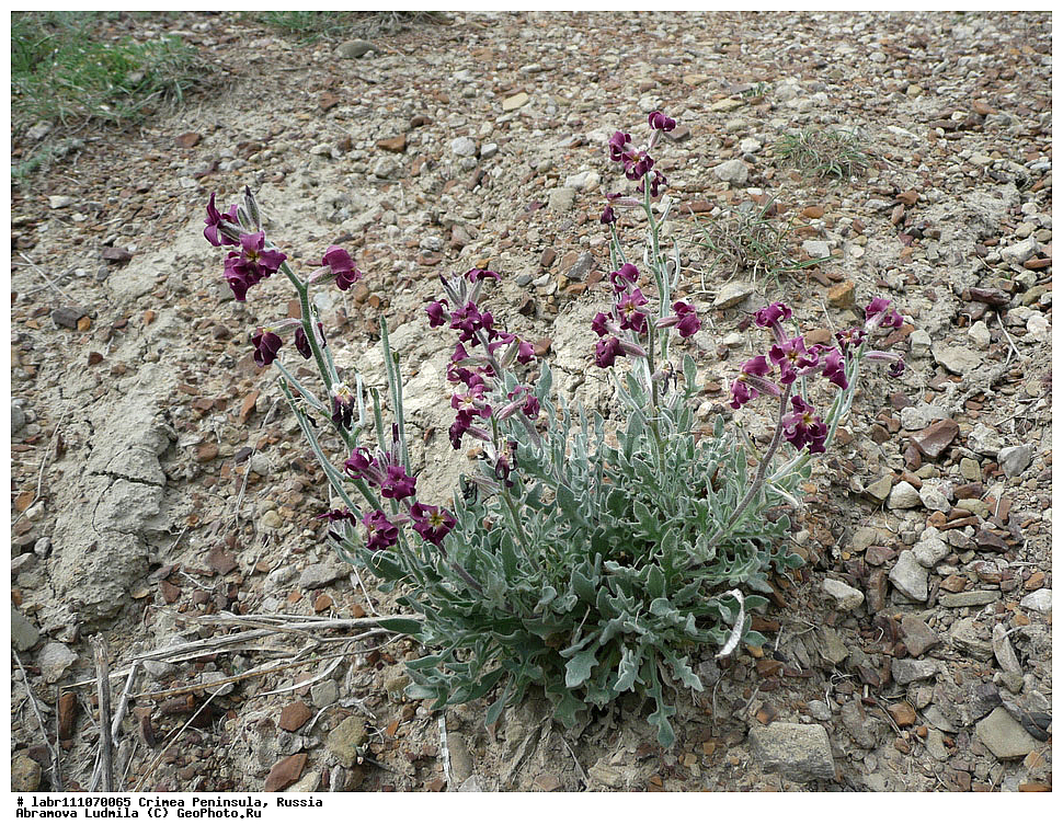 ����, �������� ����������, ������ ��������, �����, ��������,  ���������� ��������, ������, �����, ������������ ��������, ������, ������������ ��������, XYZ, ���������, ����������, �������������, Brassicaceae, Cruciferae, ������ ��������, ������ ������������, ������ ��������, Matthiola odoratissima, Cheiranthus odoratissimus, Matthiola odoratissima ssp. taurica, Matthiola taurica