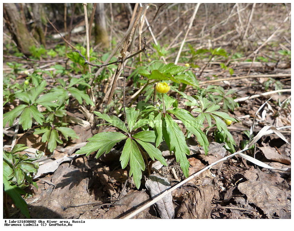 ���, ������ ��������, �����, ��������,  ���������� ��������, ������, �����, ������������ ��������