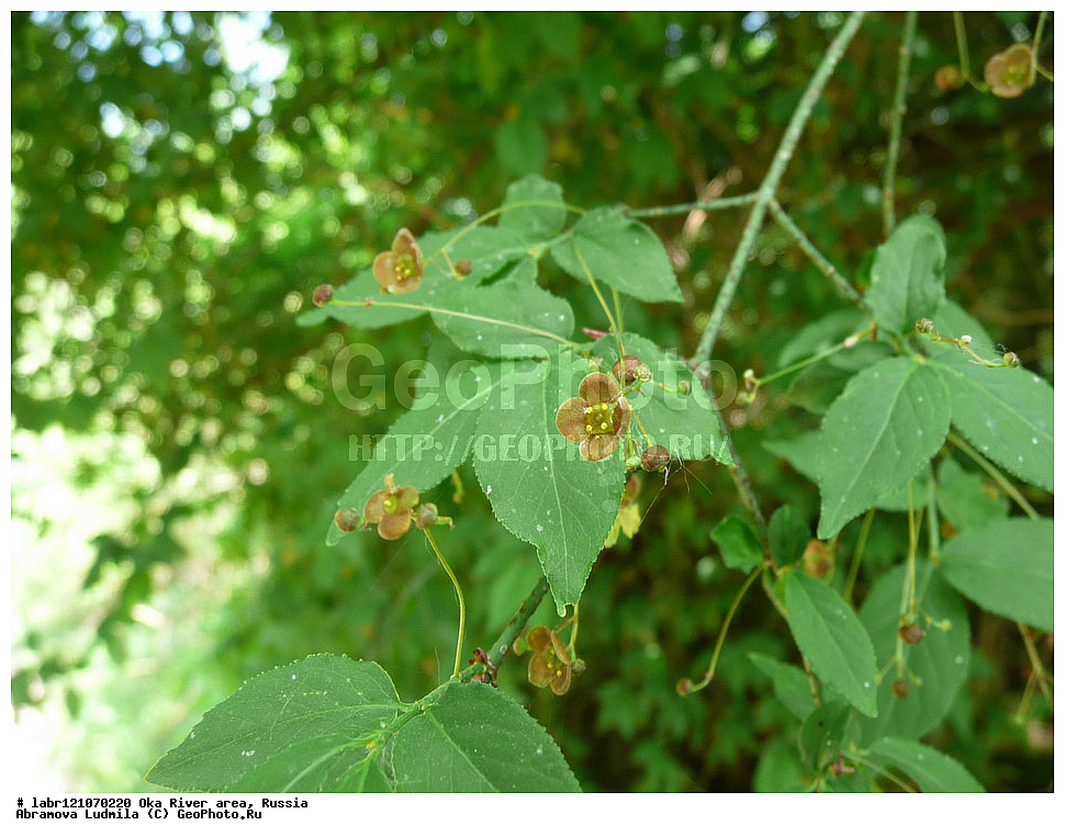 ���, ������ ��������, �����, ��������,  ���������� ��������, ������, �����, ������������ ��������