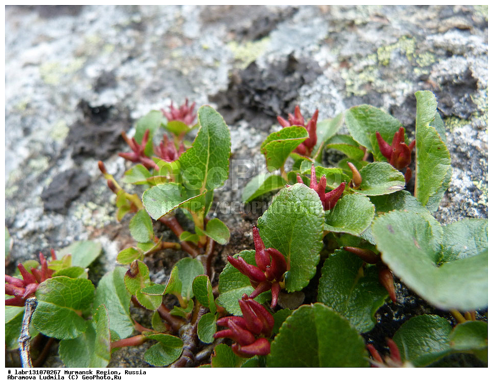 ���������� �������, ���������, �������, ������, ��������� ����, ������ ��������, �����, ��������,  ���������� ��������, ������, �����, ������������ ��������